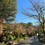 Beyond the Blossoms: Discovering Japan’s Most Enchanting Hidden Hydrangea Gardens in 2025