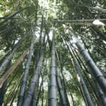 Hidden Forests of Japan: Ultimate Shinrin-Yoku Experiences Only Locals Know
