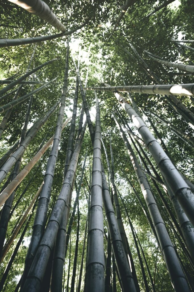 Hidden Forests of Japan: Ultimate Shinrin-Yoku Experiences Only Locals Know