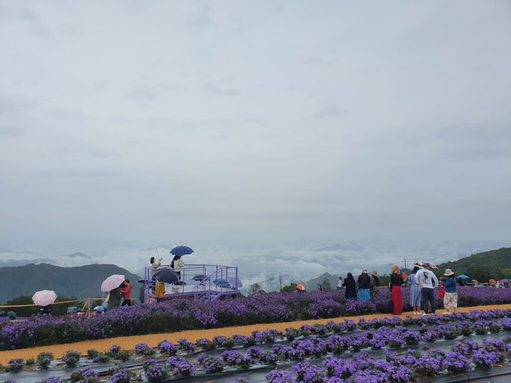 Unveiling Japan’s Hidden Summer Blooms: A Journey Through Secret Flower Festivals of 2025