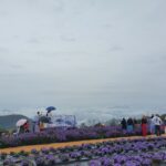 Unveiling Japan’s Hidden Summer Blooms: A Journey Through Secret Flower Festivals of 2025