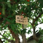 Discover Japan’s Secret Orchards: A 2025 Guide to Local Fruit-Picking Adventures