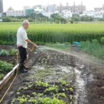 Tokyo’s Secret Green Oases: Discovering the Rooftop Farms Transforming Urban Life in 2025