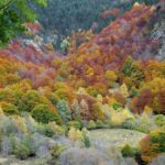 Unearthing Japan’s Wild Flavors: Join a DIY Mushroom Foraging Tour in the Heart of Rural Autumn
