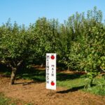 Unearthing Tohoku’s Secret Apple Villages: A Local’s Guide to Japan’s Autumn Harvest Wonderland