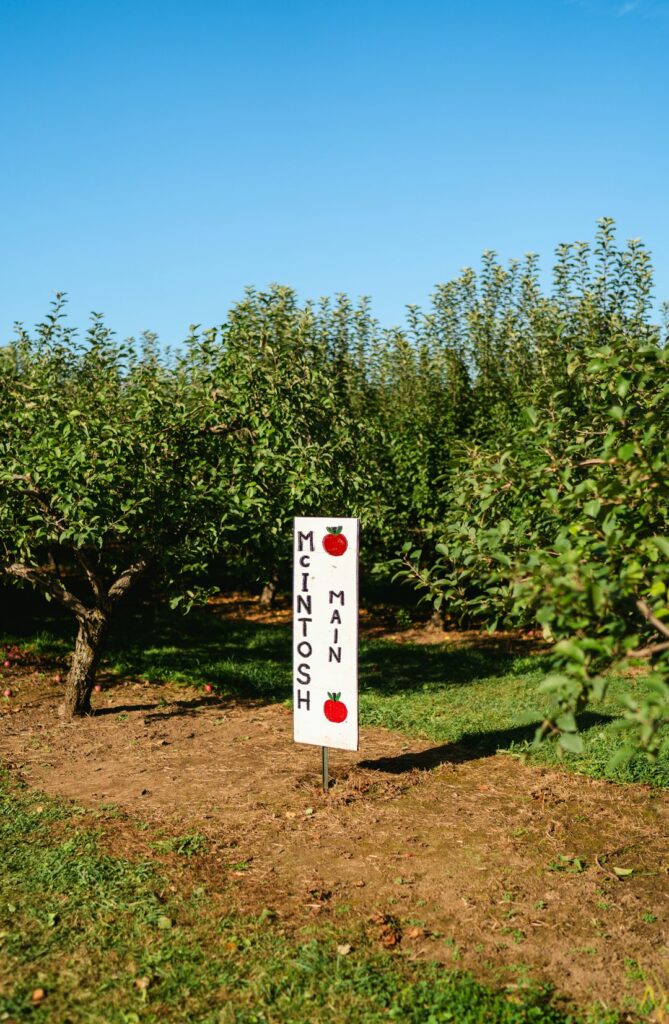 Unearthing Tohoku’s Secret Apple Villages: A Local’s Guide to Japan’s Autumn Harvest Wonderland