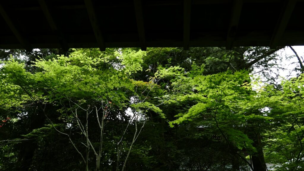Into the Heart of Yakushima: Discover Eco-Glamping and Enchanted Forest Bathing on Japan’s Hidden Island