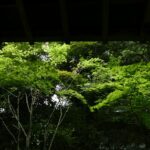 Into the Heart of Yakushima: Discover Eco-Glamping and Enchanted Forest Bathing on Japan’s Hidden Island