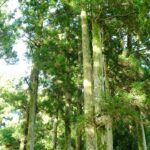 Yakushima’s Mystical Forest Therapy: Journey Into Japan’s Ancient Healing Trails