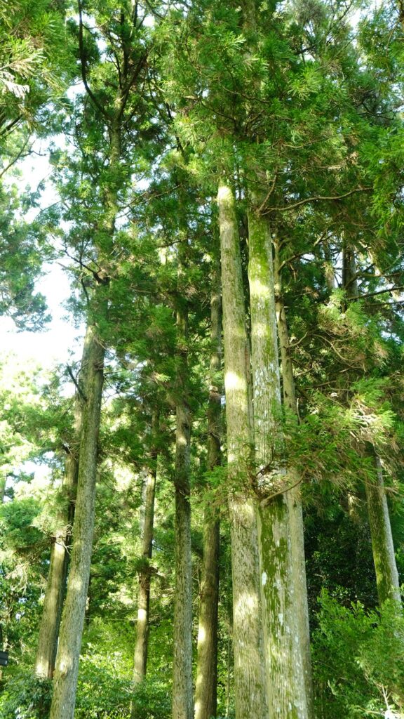 Yakushima’s Mystical Forest Therapy: Journey Into Japan’s Ancient Healing Trails