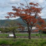 Secret Autumn Feasts: Discover Japan’s Hidden Harvest Festivals Off the Beaten Path