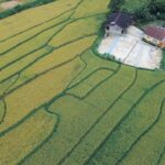 Unveiling Japan’s Hidden Canvas: The Allure of 2025 Tanbo Art Villages and Their Heartfelt Local Stories