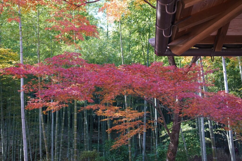 Unveiling Kyoto’s Secret Forest Glamping: The Ultimate Nature Retreat for Adventurers and Wellness Lovers
