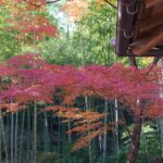 Unveiling Kyoto’s Secret Forest Glamping: The Ultimate Nature Retreat for Adventurers and Wellness Lovers
