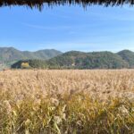 Glamping Among Golden Fields: Discover Niigata’s Hidden Harvest Retreats and Culinary Treasures
