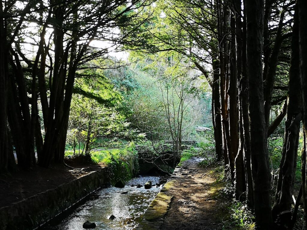 Into the Green Unknown: Discovering Japan’s Hidden Gems Through Forest Immersion Eco-Tourism
