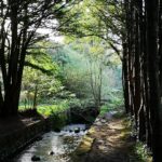 Into the Green Unknown: Discovering Japan’s Hidden Gems Through Forest Immersion Eco-Tourism