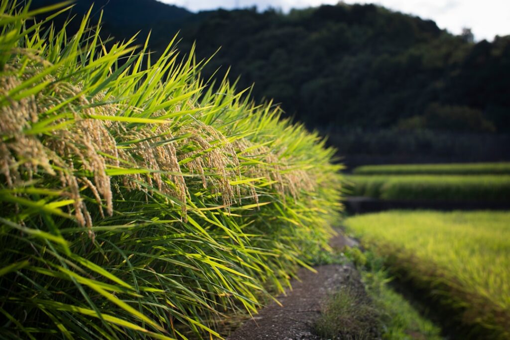 Tohoku’s Hidden Autumn: Discover Rice Harvest Festivals and Farm Stays Off the Beaten Track