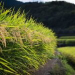 Tohoku’s Hidden Autumn: Discover Rice Harvest Festivals and Farm Stays Off the Beaten Track
