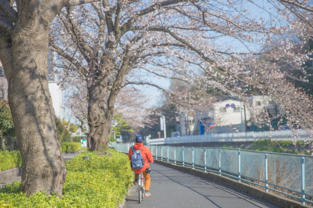 Into the Woods and Beyond: Discover Japan’s Next-Gen Forest Bathing Retreats