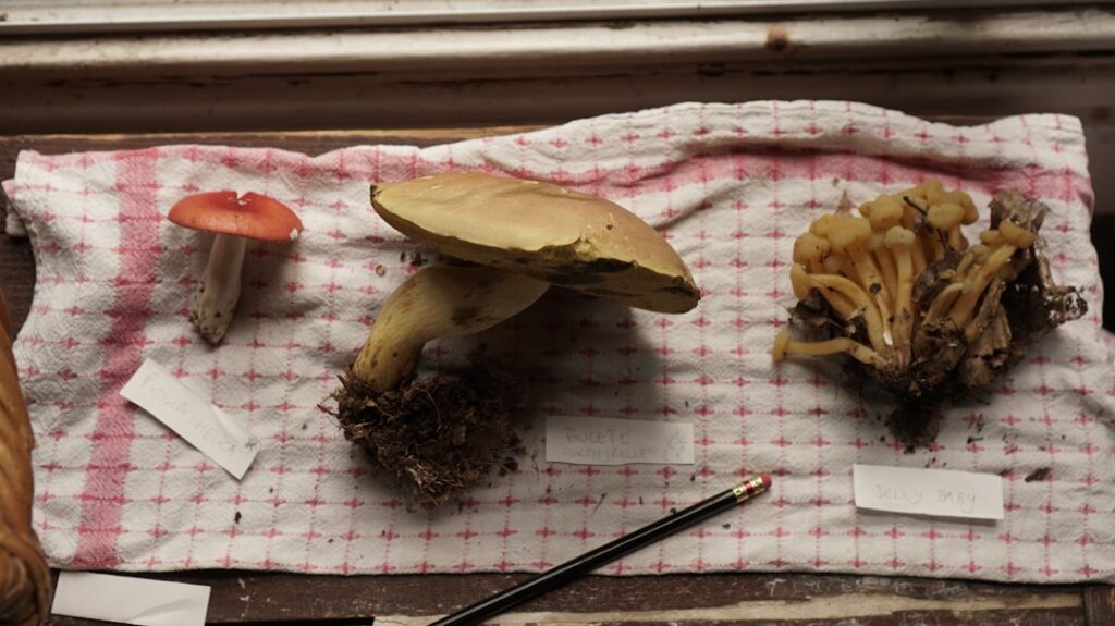 Unveiling Japan’s Secret Autumn Food Festivals: Savoring Rural Harvest Delights in 2025