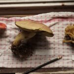 Unveiling Japan’s Secret Autumn Food Festivals: Savoring Rural Harvest Delights in 2025