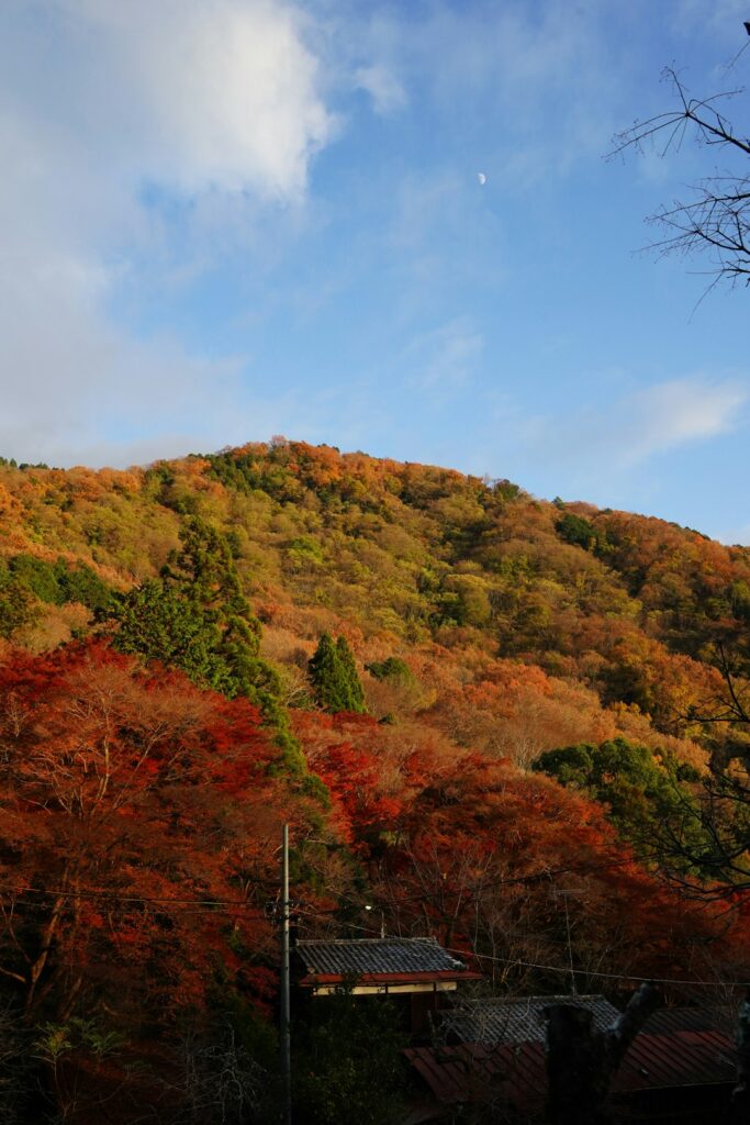 Hidden Kyūshū: The Ultimate Guide to Mountain Glamping, Autumn Leaves, and Secret Hot Springs