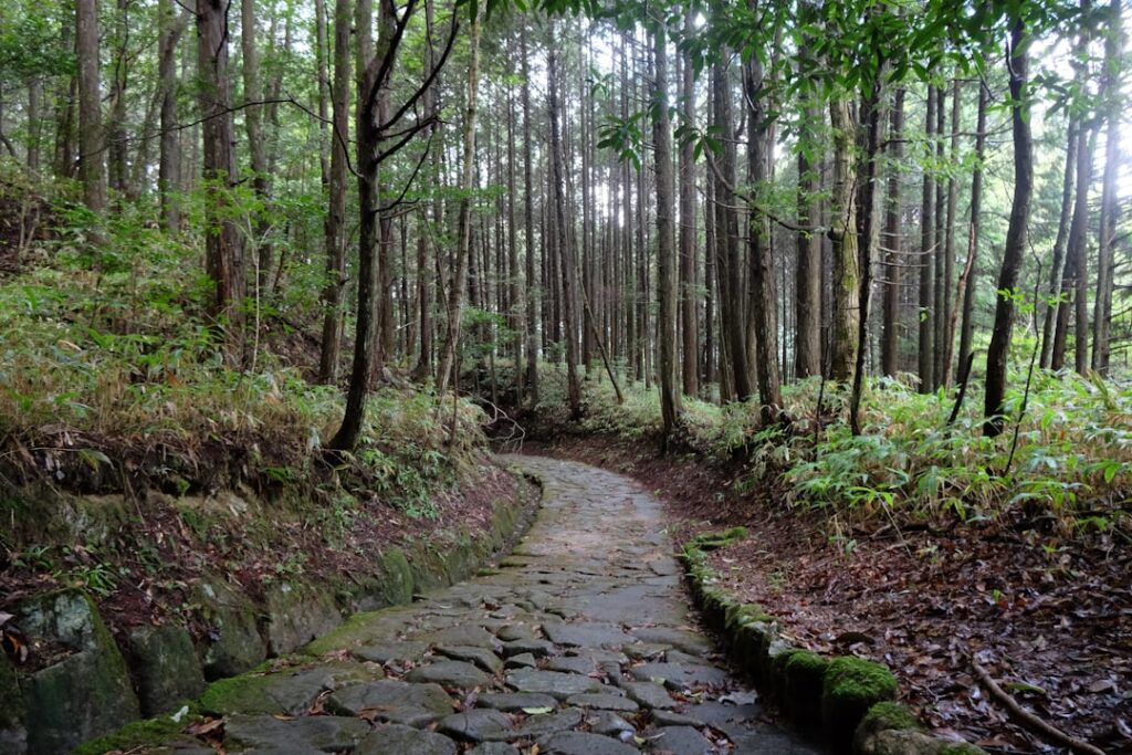 Into the Heart of Japanese Forests: Discover the Next Generation of Wellness with Shinrin-yoku 2.0