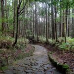 Into the Heart of Japanese Forests: Discover the Next Generation of Wellness with Shinrin-yoku 2.0