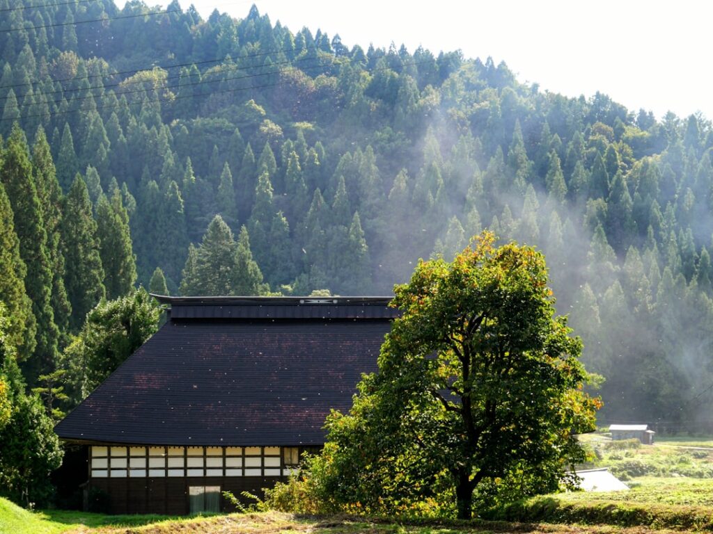 Into the Mist: Discovering Japan’s Secret Forest Saunas for Ultimate Relaxation