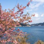 Shodoshima Unveiled: Experience Local Olive Harvest & Mediterranean Vibes on Japan’s Hidden Island