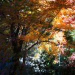 Kyushu’s Hidden Forest Glamping: Discover Japan’s Ultimate Nature Retreats