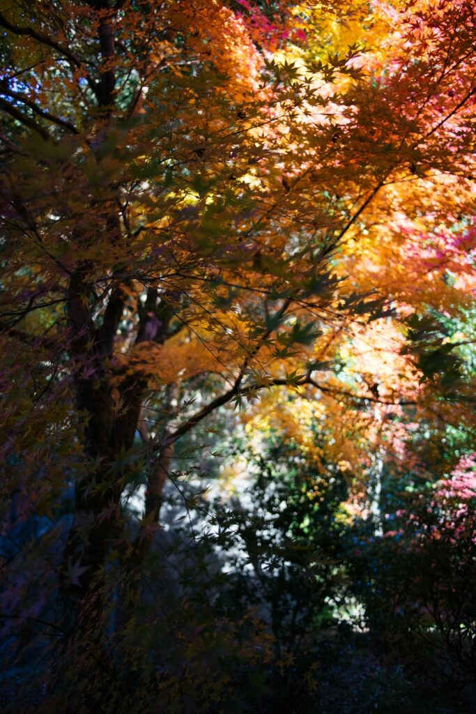 Kyushu’s Hidden Forest Glamping: Discover Japan’s Ultimate Nature Retreats