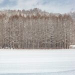 Glamping Under the Northern Lights: Discover Hokkaido’s Secret Winter Forest Retreats