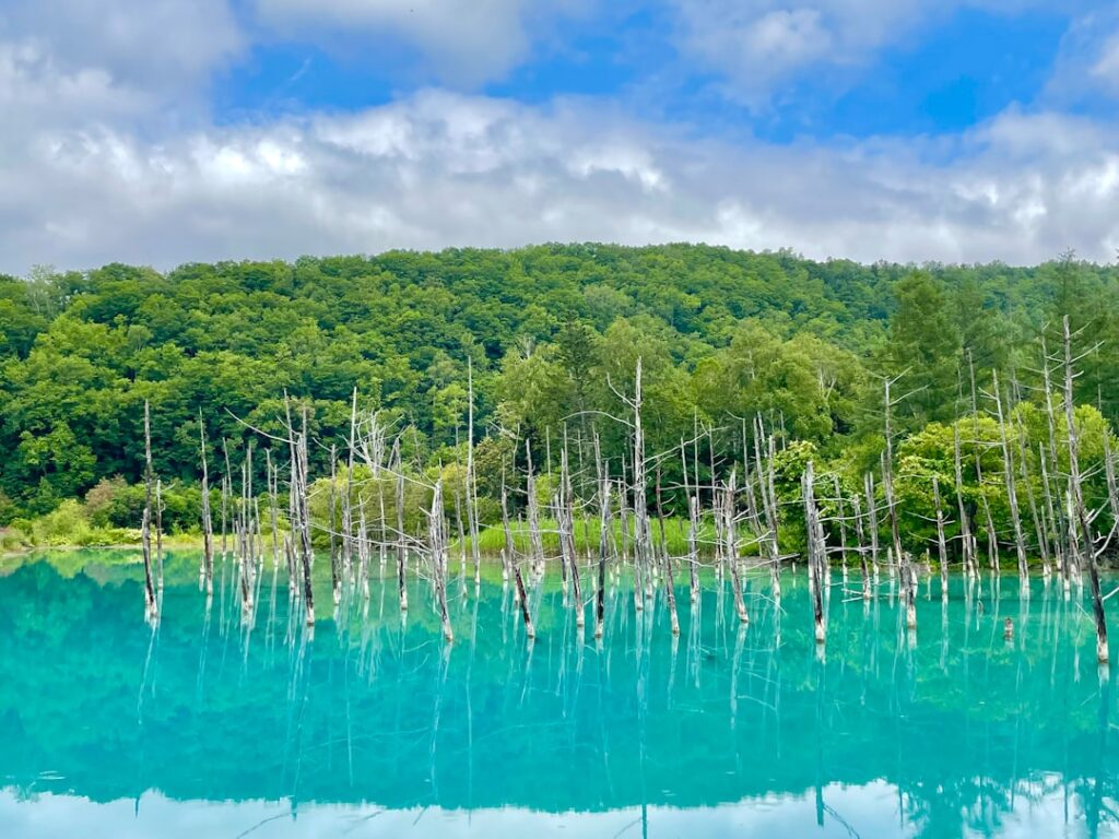 Into Hokkaido’s Hidden Forests: Discover 2026’s Most Magical Glamping Escapes