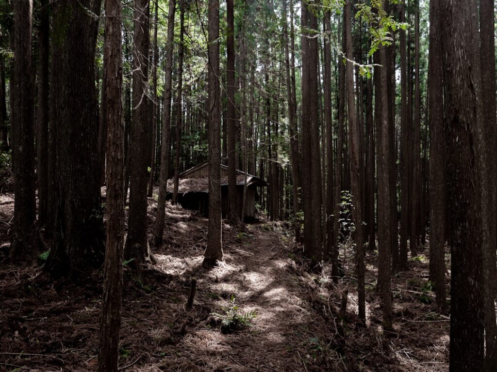 Escape the Ordinary: Japan’s Hidden Glamping & Forest Bathing Escapes for Spring 2026