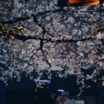 Tokyo Night Sakura Unveiled: Hidden Hanami Gems and Gourmet Street Eats in 2026