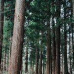 Into the Wild Steam: Discovering Japan’s Forest Sauna Retreats and Nature Wellness Revolution