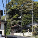 Into the Enchanted Woods: Secret Forest Glamping Adventures in Shimane’s Untouched Countryside