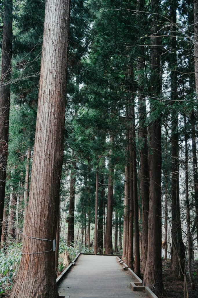 Into the Wild Steam: Discovering Japan’s Forest Sauna Retreats and Nature Wellness Revolution
